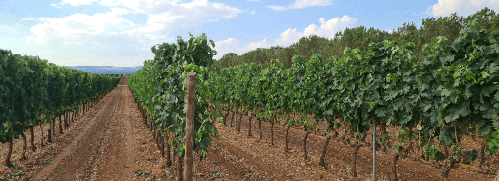 osborne-osborne vineamagna