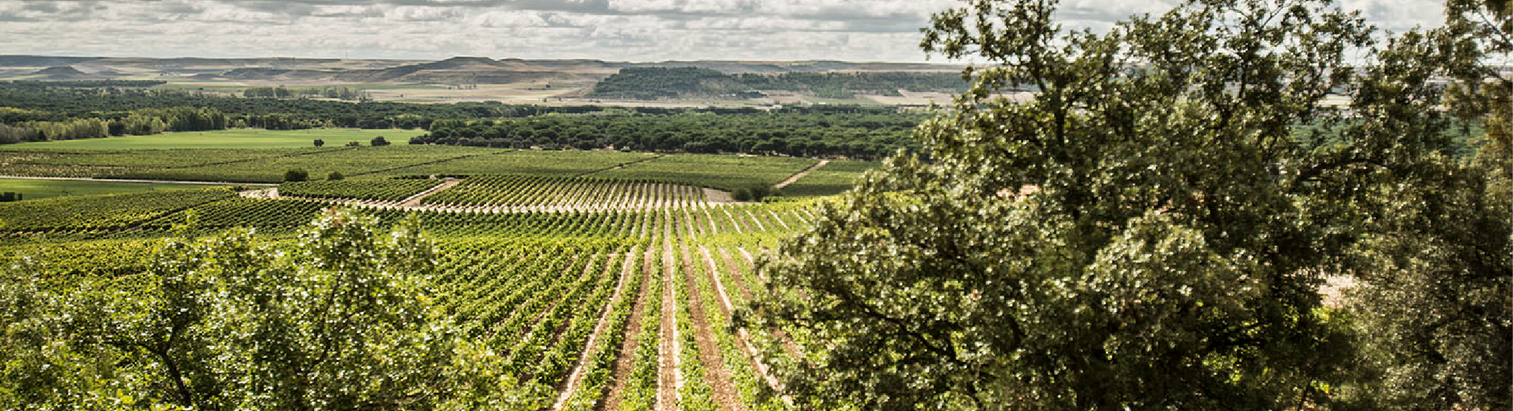 Viña Terreno familia osborne