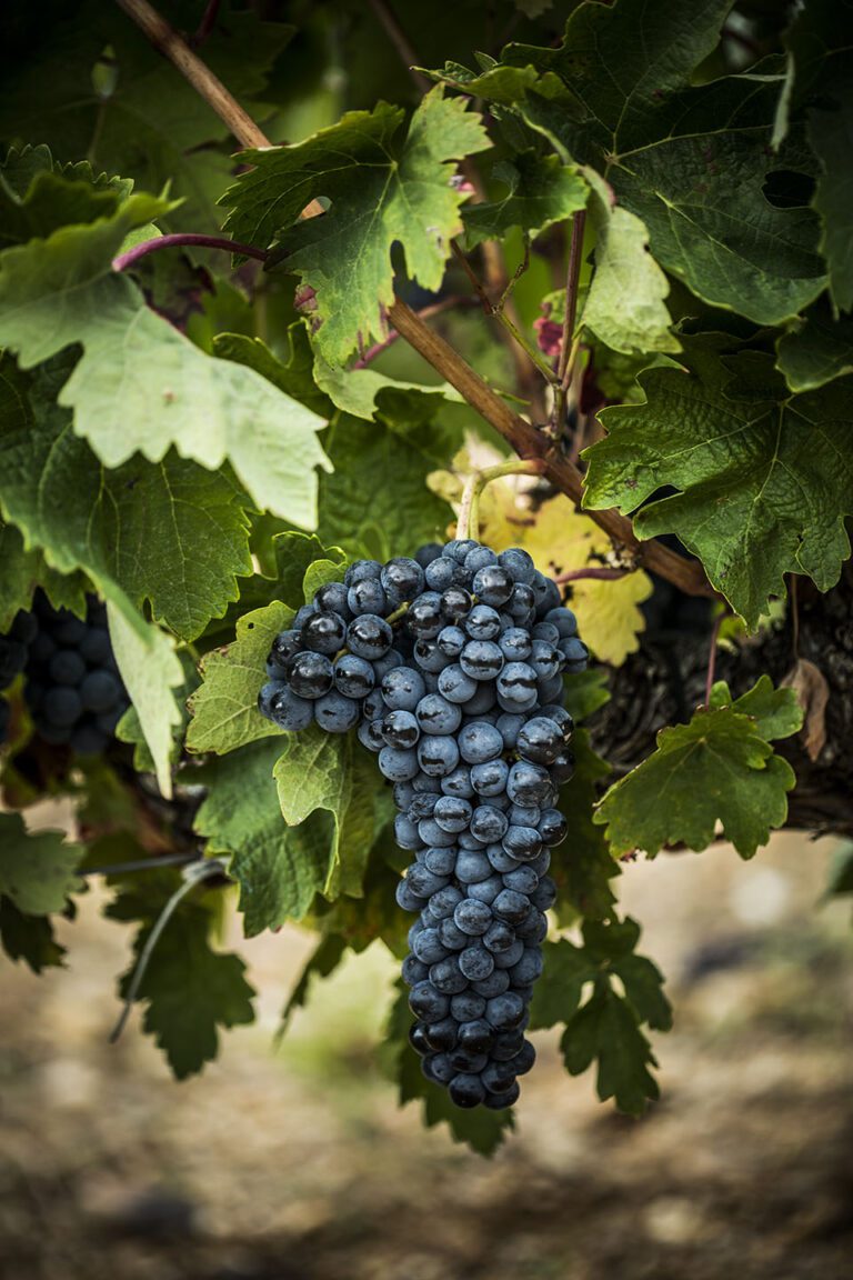 Racimo uvas Viña Vineamagna