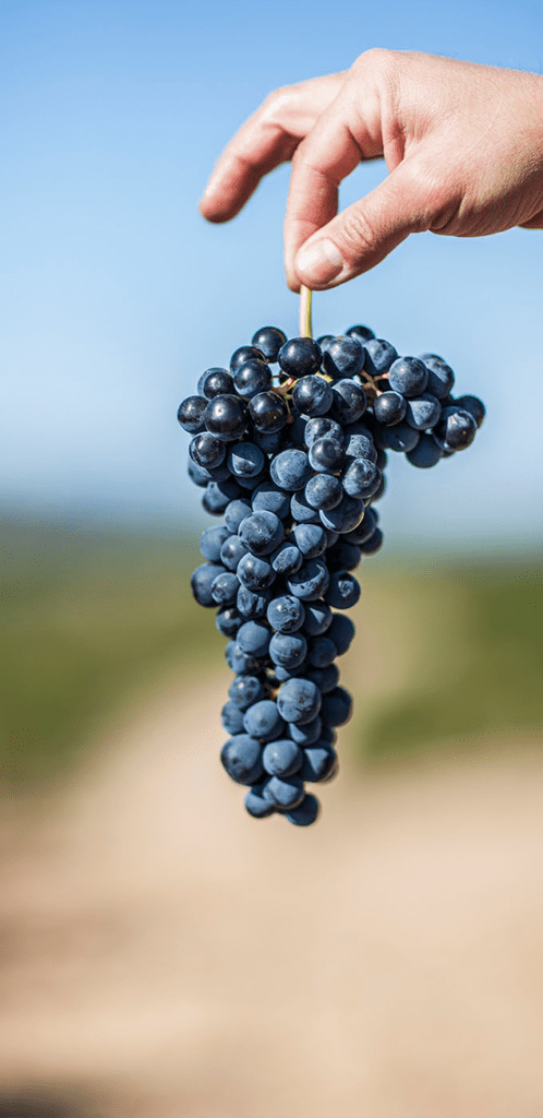 Racimo Tempranillo Vineamagna