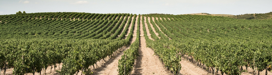 Vinedos-uva-verdejo Vineamagna