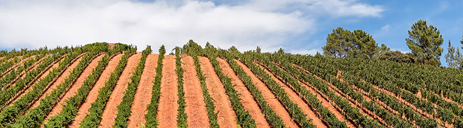Vinedos-uva-verdejo Vineamagna